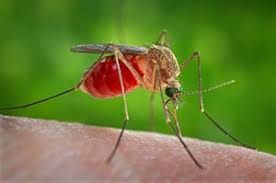 Zanzara West Nile: Come proteggere la tua casa e la tua famiglia