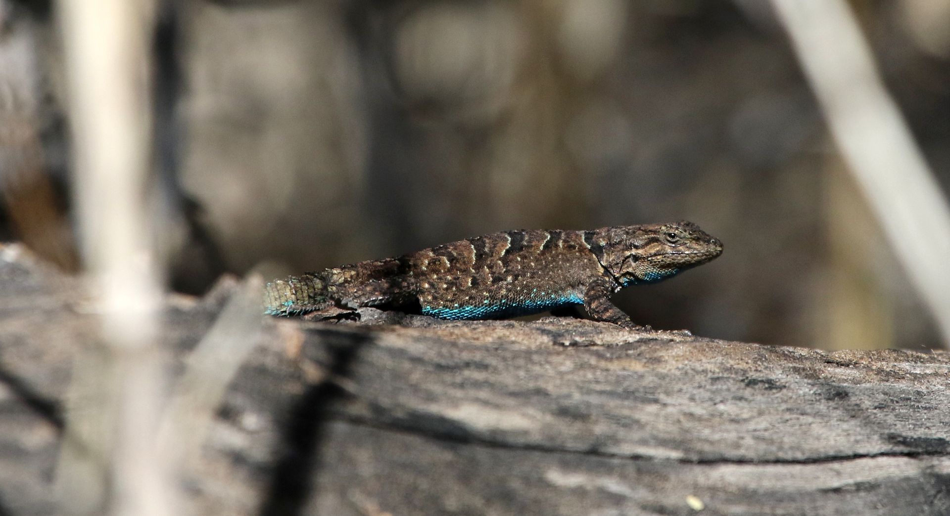 A small lizard with brown and blue scales sits on a weathered log.