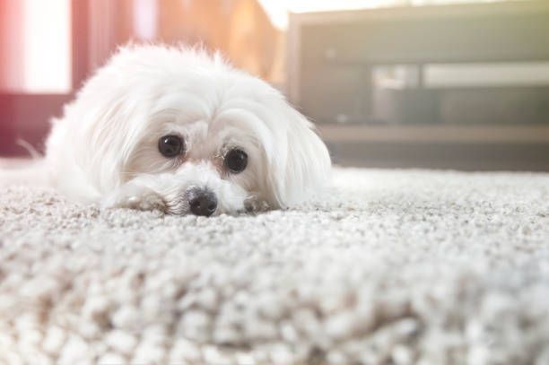 White fluffy dog lying on a white, shaggy carpet; looking directly at the viewer with big, brown eyes.