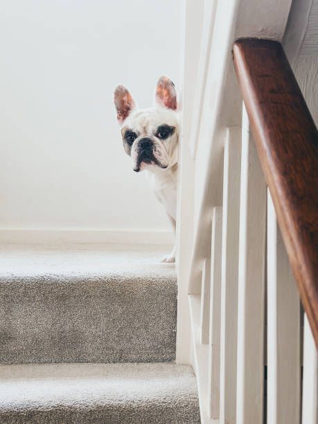 A white French bulldog peeks around a staircase banister. Dog's expression is inquisitive.