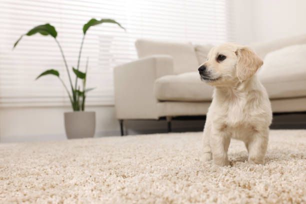 Golden retriever puppy on a cream carpet in a living room with a plant and sofa.