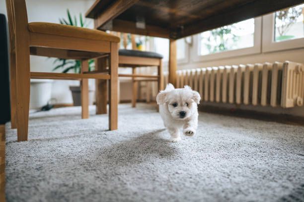 White puppy runs on a gray carpet under a table and chairs near a window with a radiator.