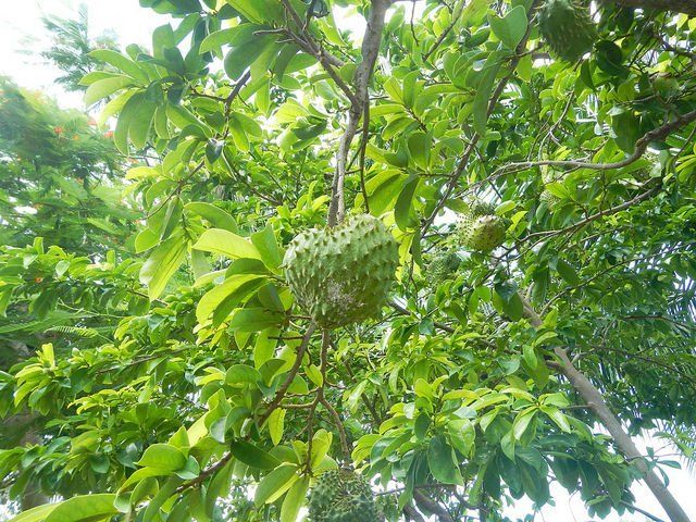 Acercamiento a una guanábana en el árbol