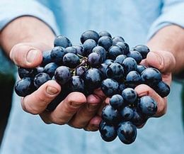 racimo de uvas siendo ofrecido
