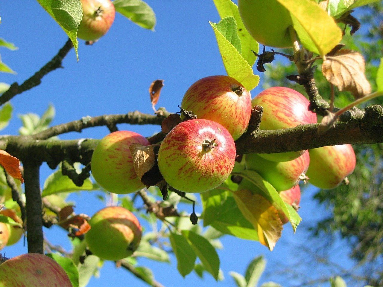 Varias manzanas en el árbol