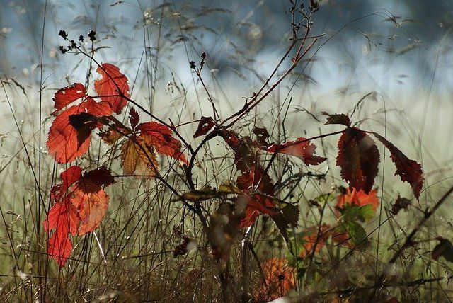 Acercamiento a hojas de otoño