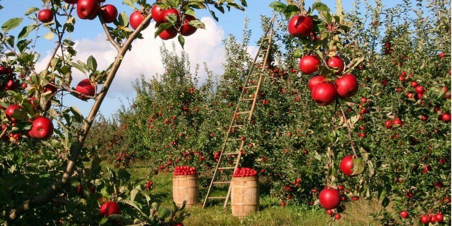cultivo de manzanas