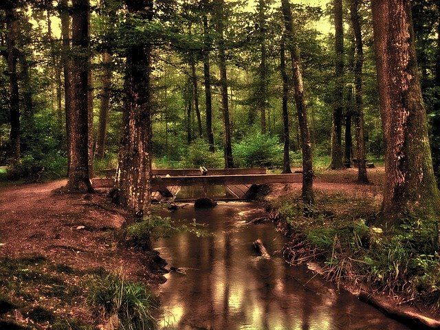 Viasta de un puente de madera en un bosque