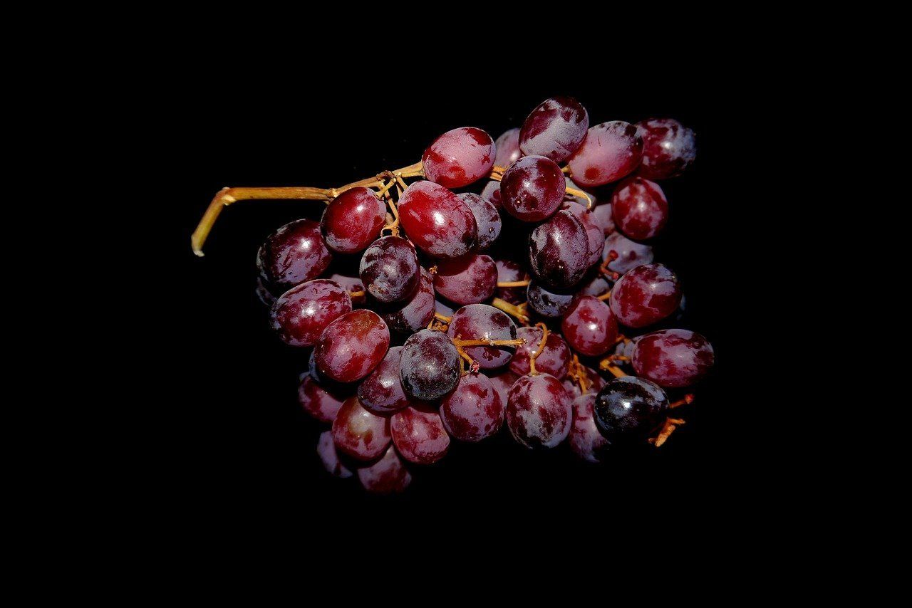 racimo de uvas moradas