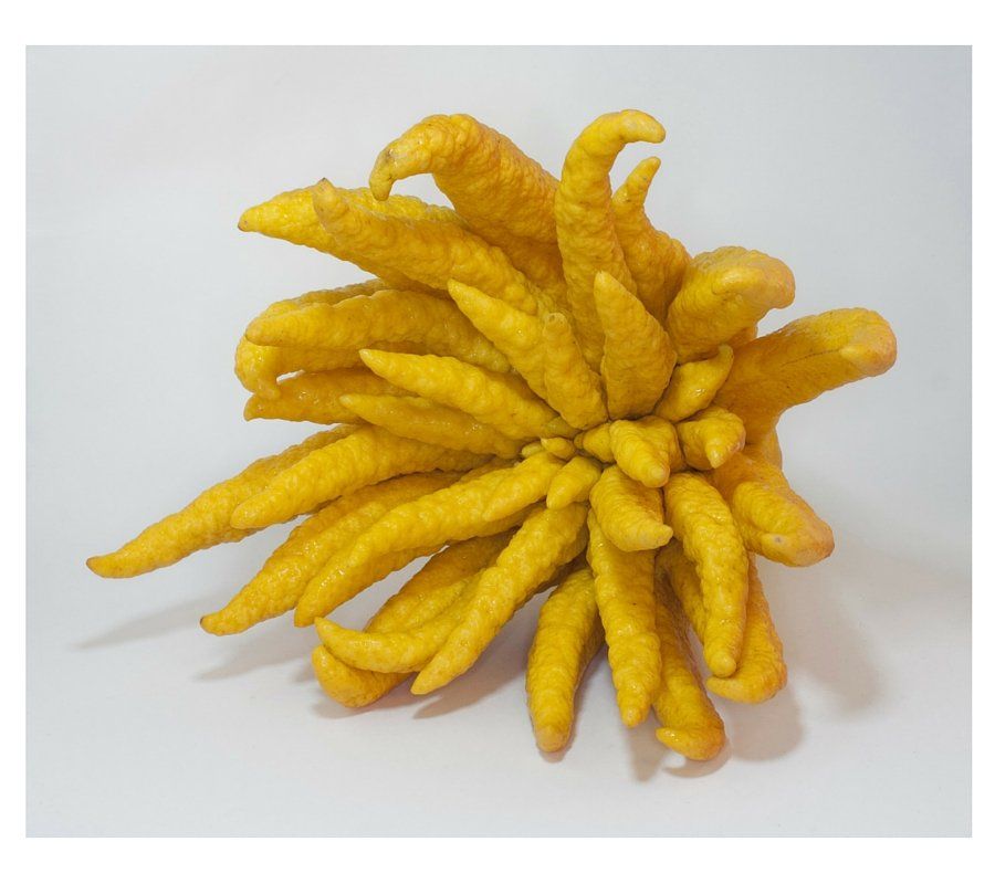 Foto de un limon buda, fruta del Asia