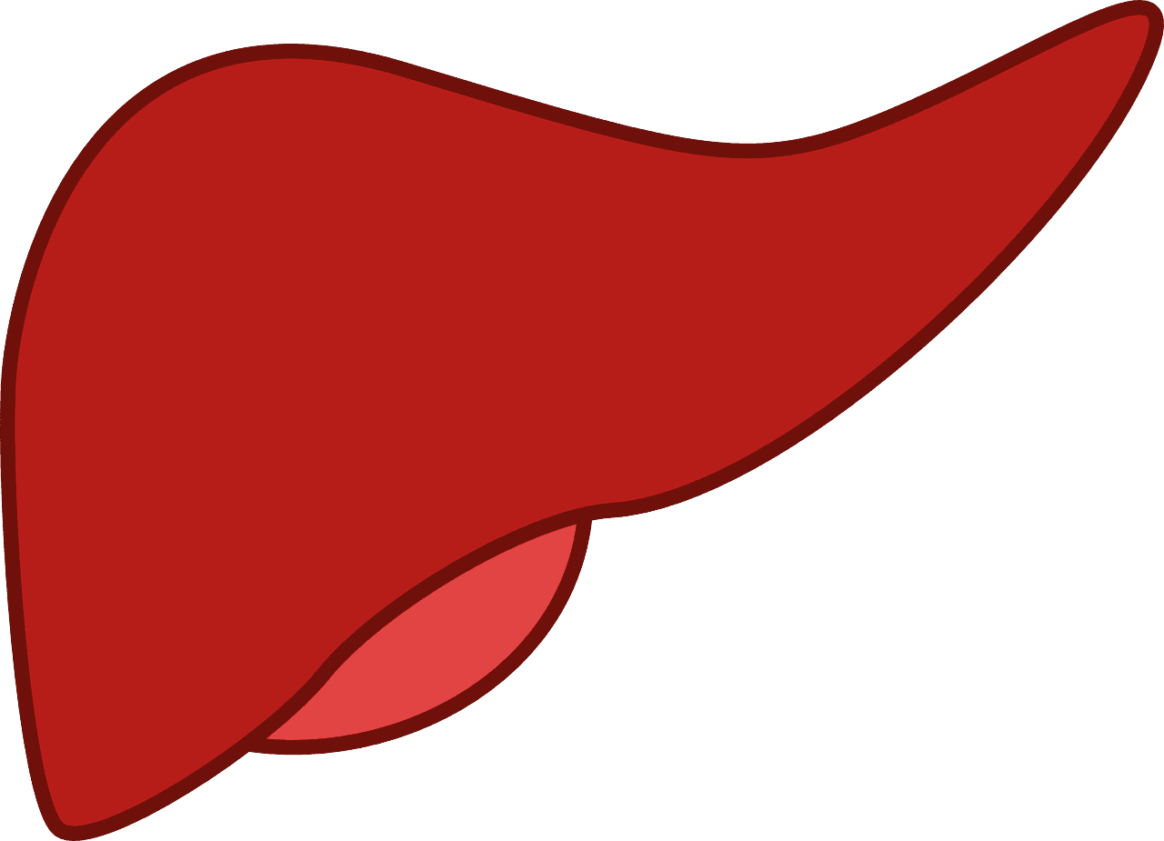 Ilustración de un hígado
