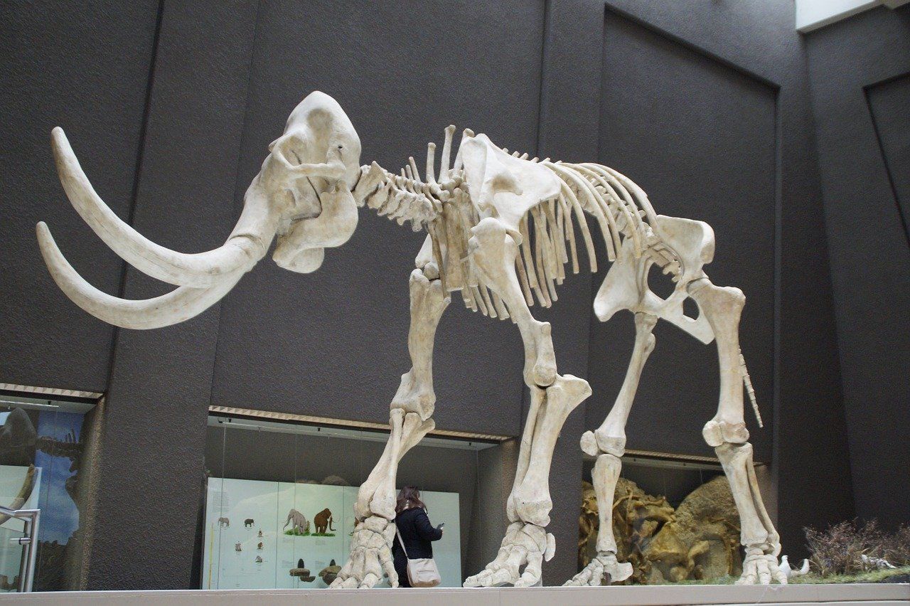 Esqueleto de Mamuth
