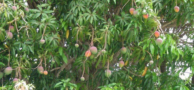 Arbol de mango con frutas colgando