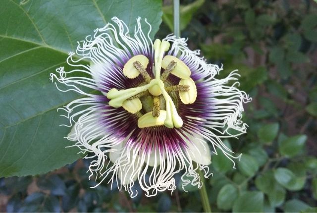 Flor de Maracuyá