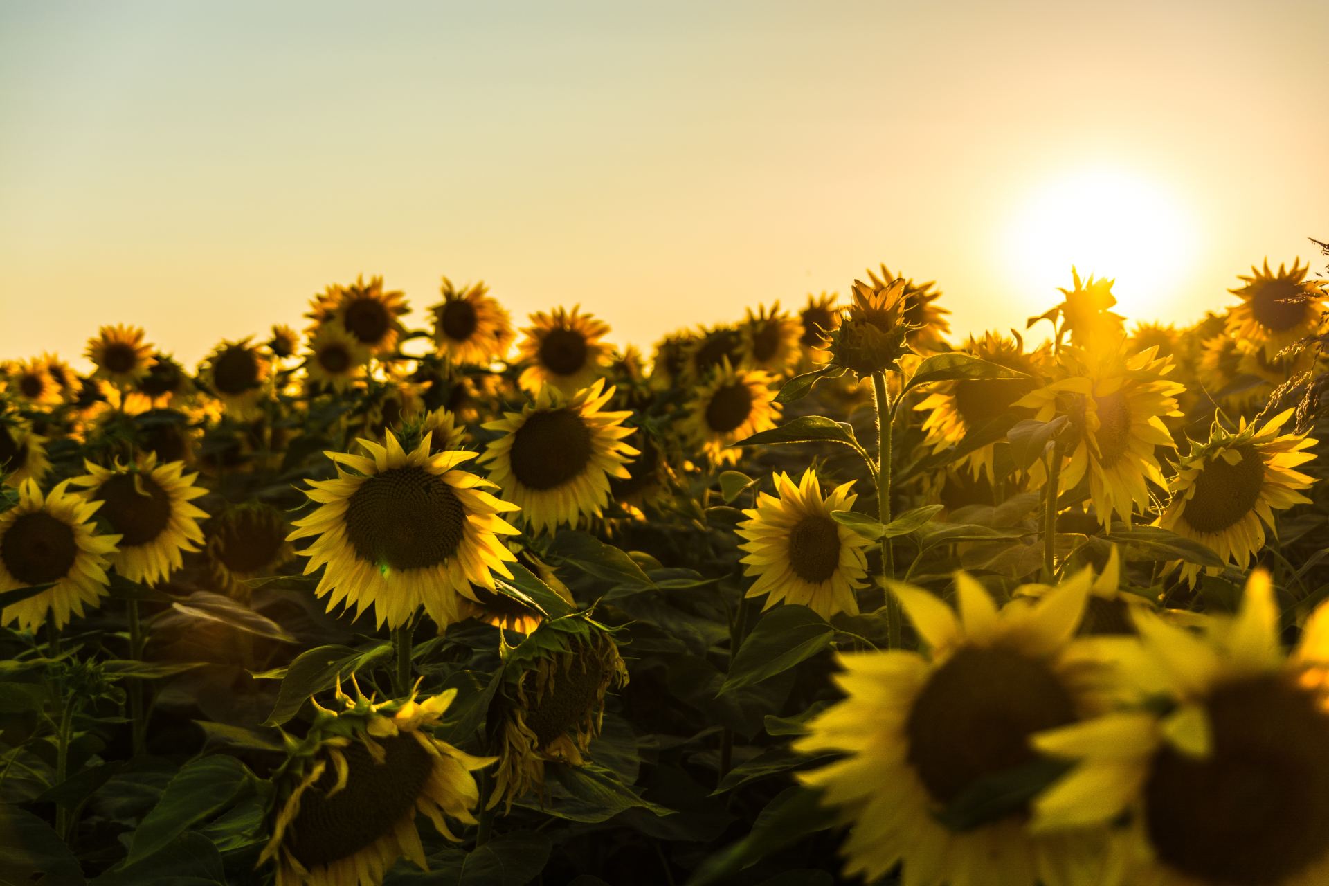 girasoles con sol de fondo