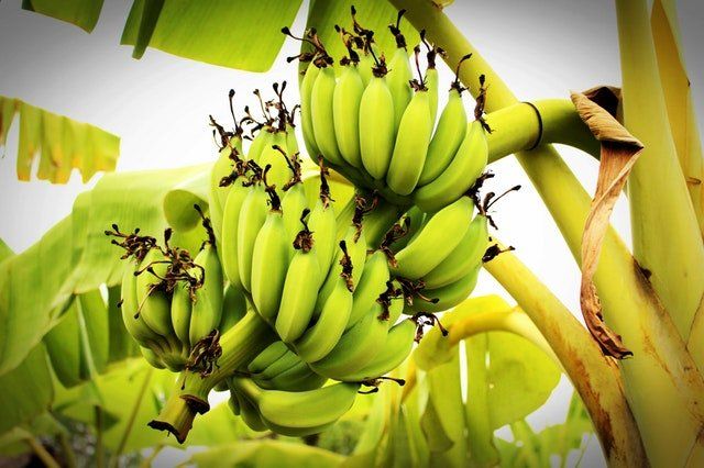 Banano en la palma sin cultivar