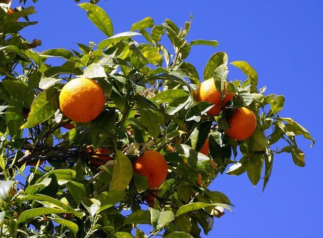 Naranjo con fruta lista para coger
