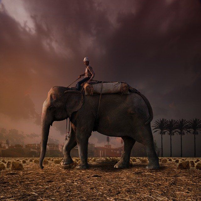 Elefante con jinete en día de tempestad
