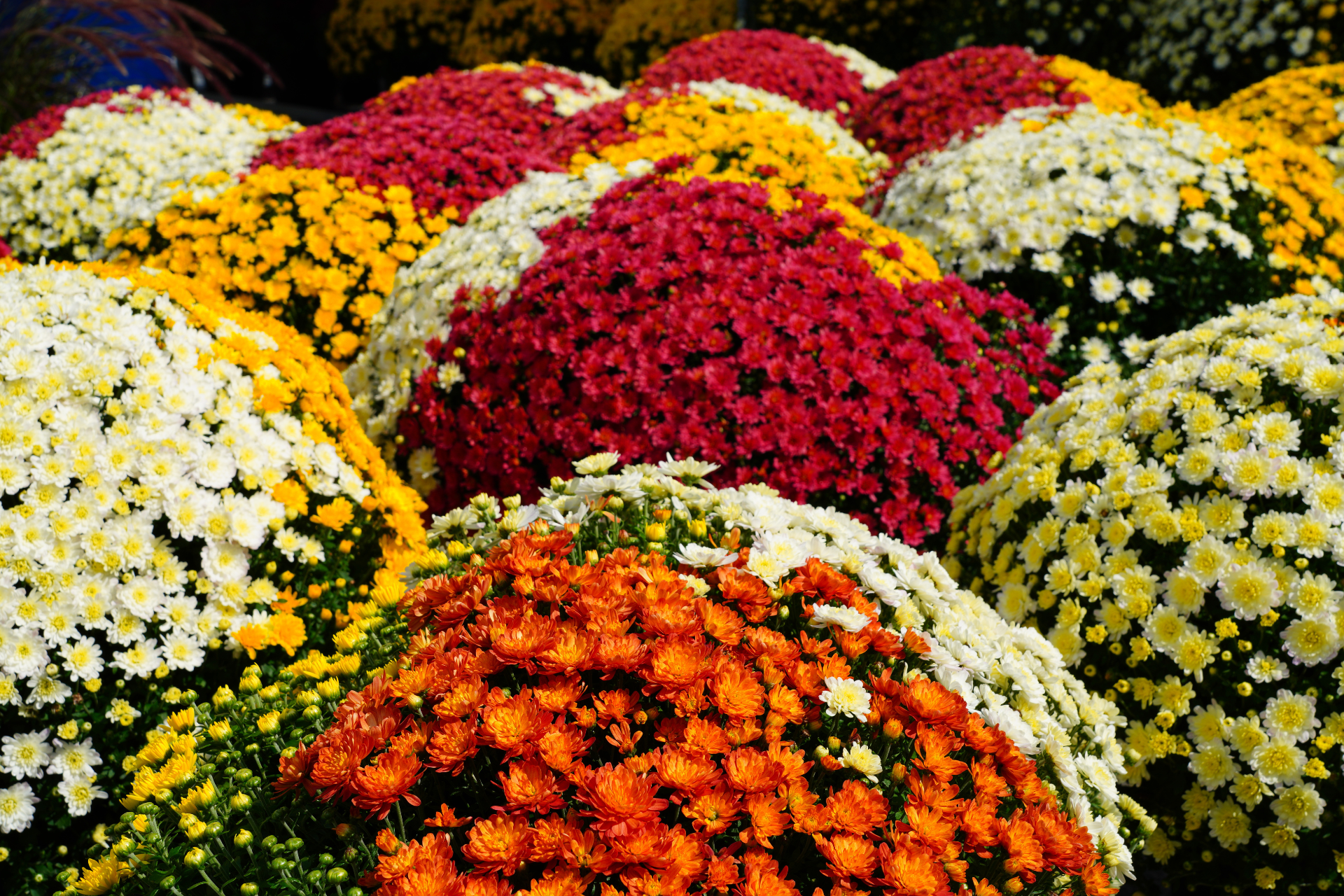 Vibrant mums in various colors: yellow, orange, red, white, and burgundy.