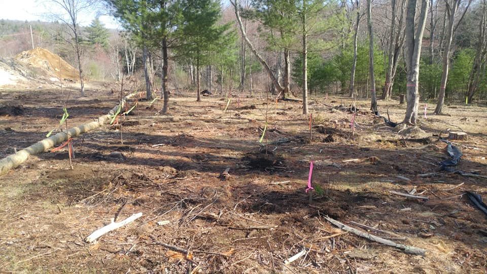 A lot of trees are laying on the ground in a forest.