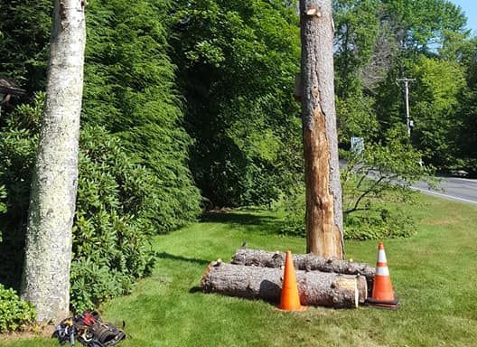 A tree that has been cut down is sitting in the grass next to a road.