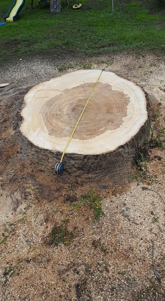 A large tree stump is being measured with a tape measure.