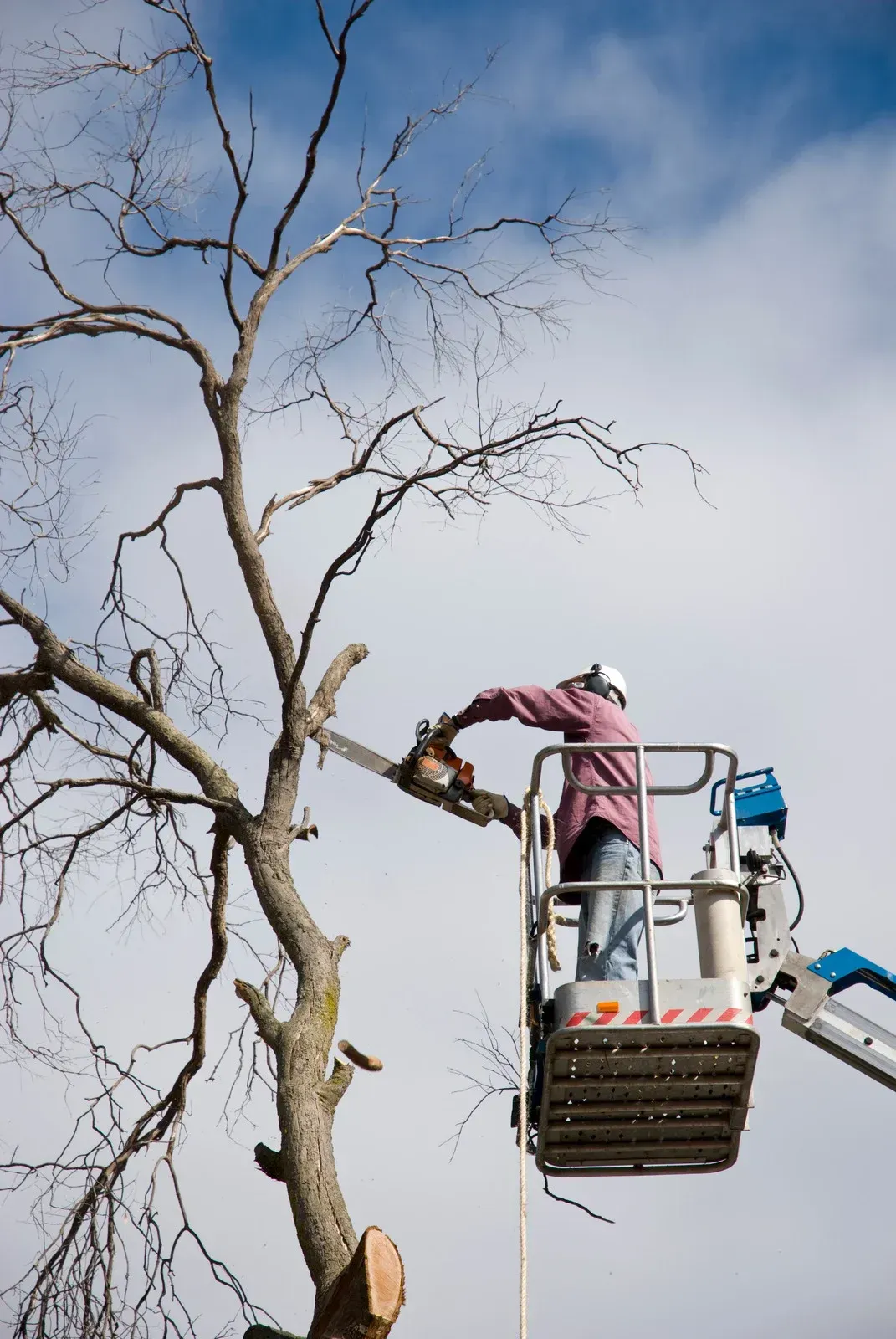 A man in a bucket is cutting a tree with a chainsaw.