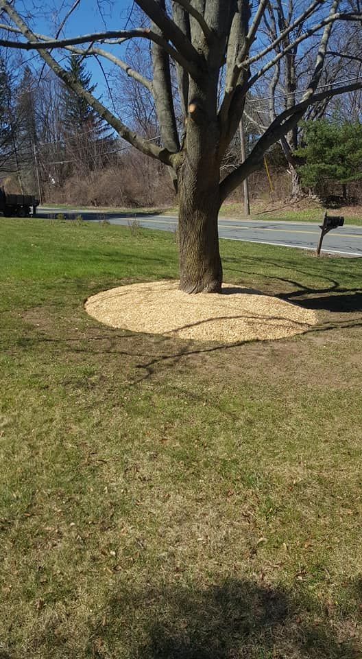 A tree in a yard with a pile of mulch around it.