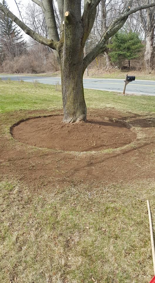 A tree in a yard with a circle of mulch around it.