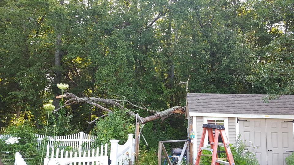 A ladder is sitting in front of a shed with a tree fallen on it.