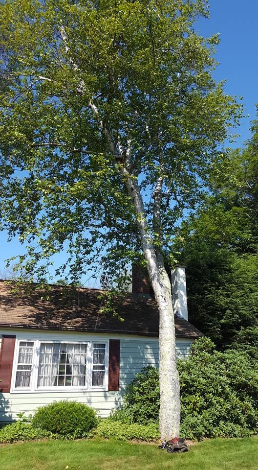 A large tree is in front of a house on a sunny day.