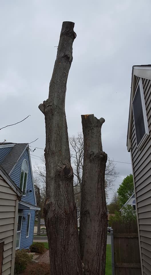A tree stump is between two houses in a neighborhood.