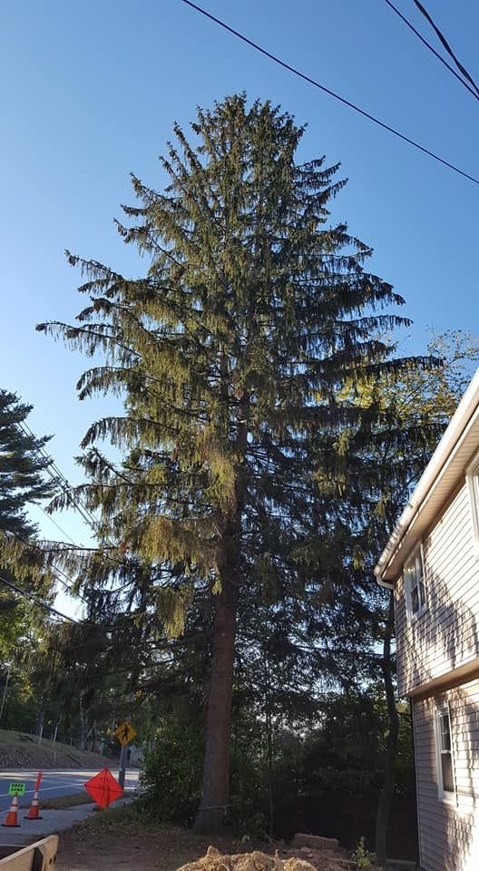 A large pine tree is standing in front of a house.