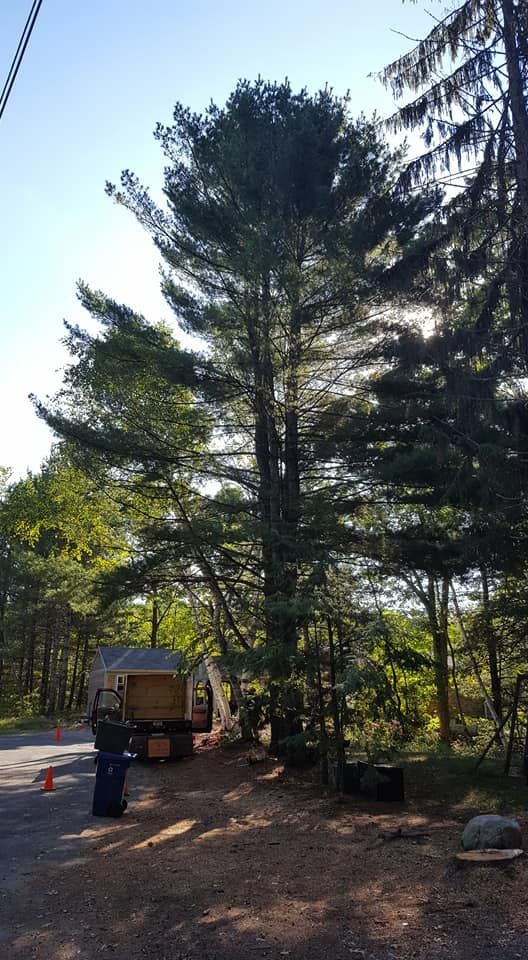 A large pine tree is being cut down in the woods.