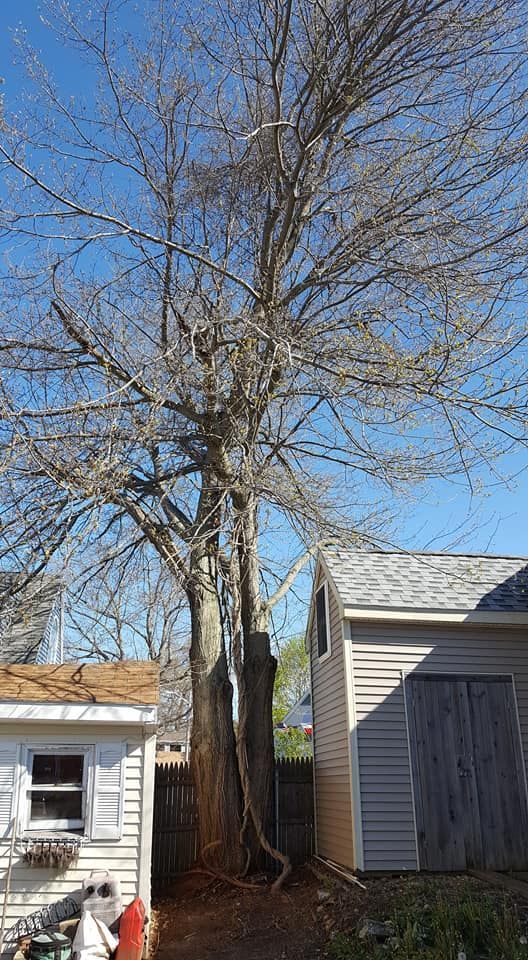 A tree is growing in the backyard of a house next to a garage.