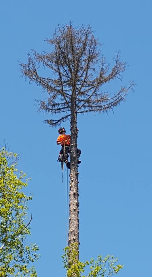 A man is climbing a tree with a chainsaw.