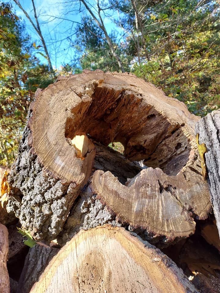 A close up of a tree stump with a hole in it.