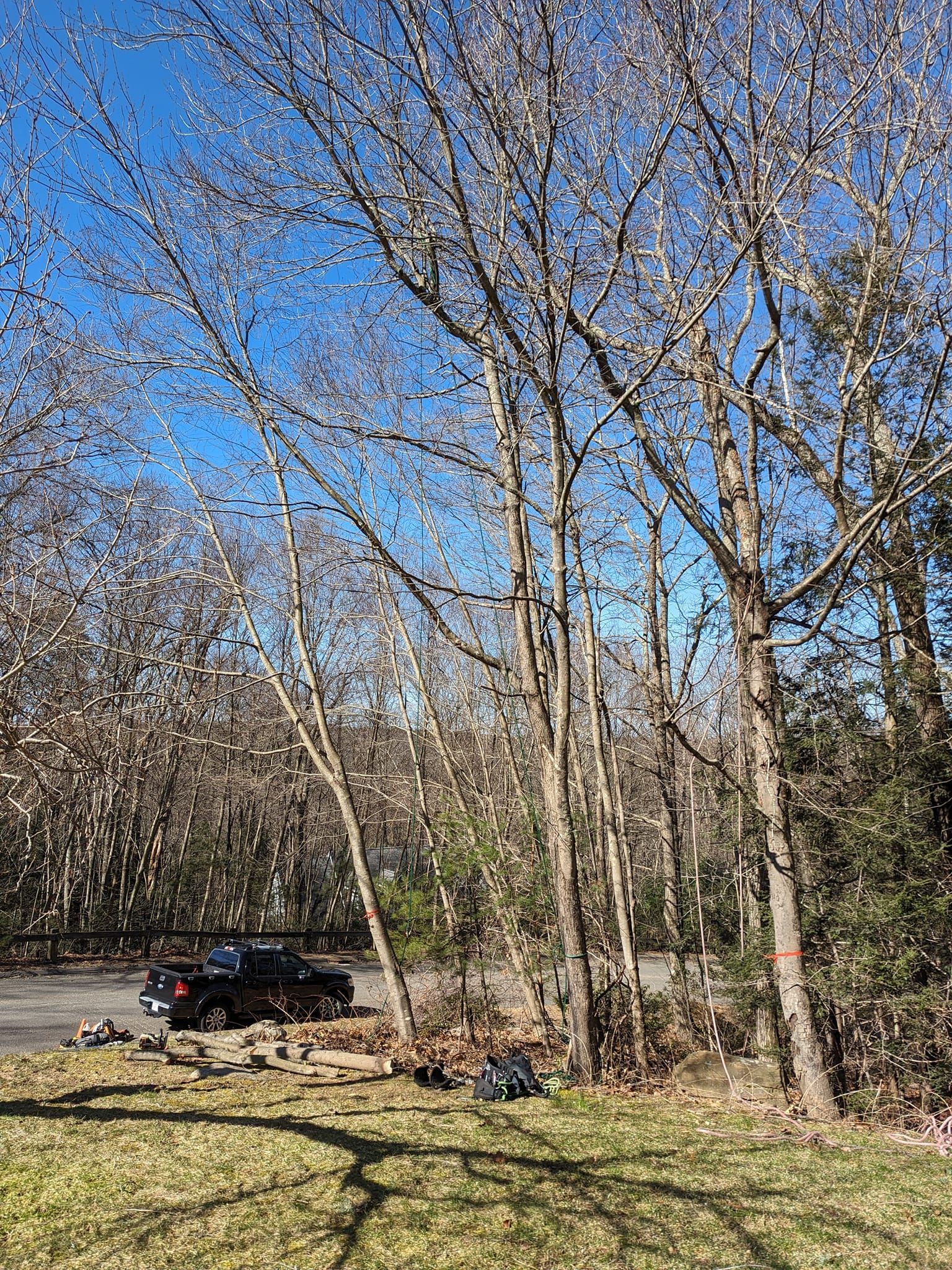 A black truck is parked in the middle of a forest with trees without leaves.