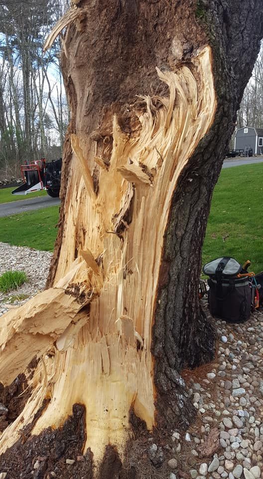 The trunk of a tree that has been damaged by a storm.