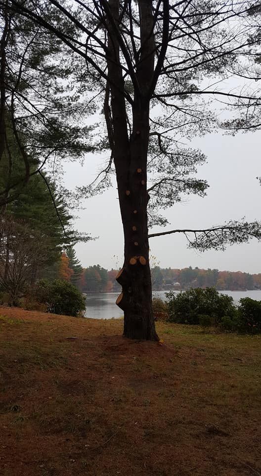 A tree in the middle of a field with a lake in the background.