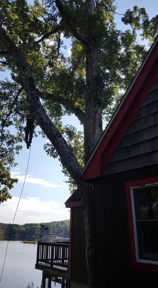 A man is climbing a tree next to a house.