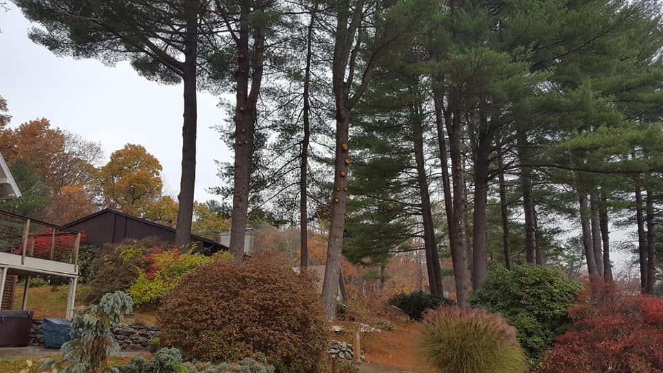 A house is surrounded by trees and bushes in a forest.