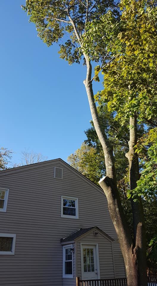 A large tree is standing in front of a house.
