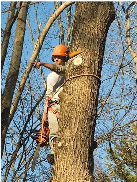 A man wearing a hard hat is climbing a tree with a chainsaw