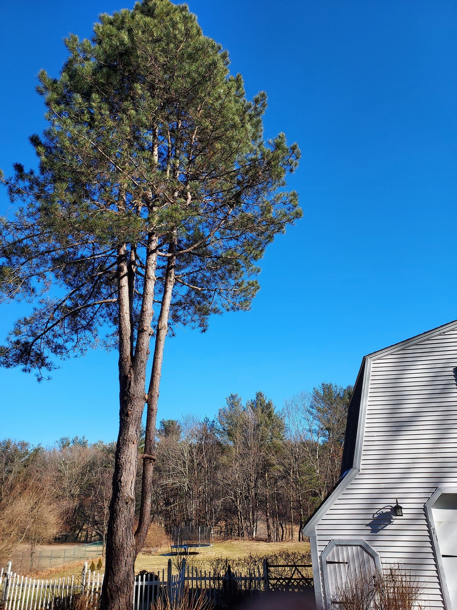 A large pine tree is in front of a house on a sunny day