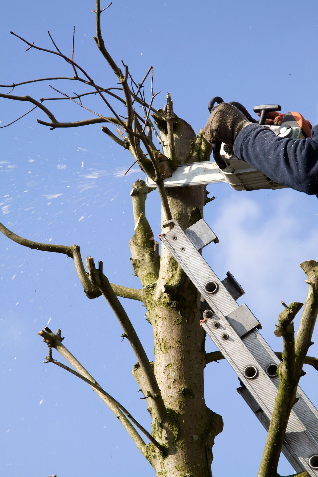 A person on a ladder is cutting a tree branch with a chainsaw