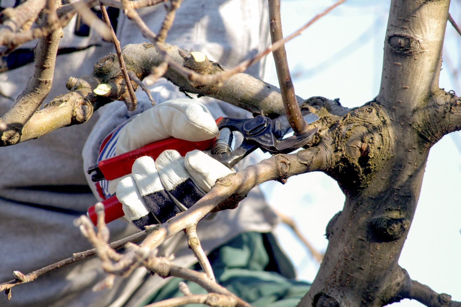 A person is cutting a tree branch with a pair of scissors.