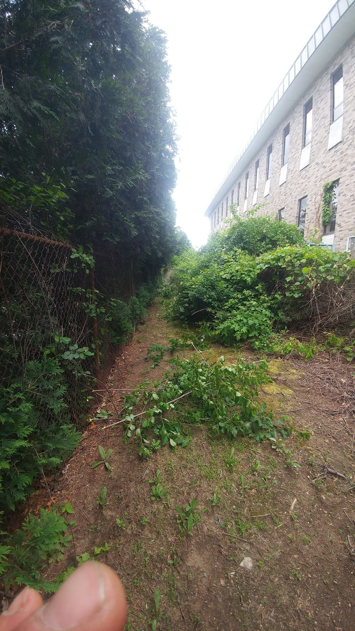 A person is pointing at a path leading to a building surrounded by trees.