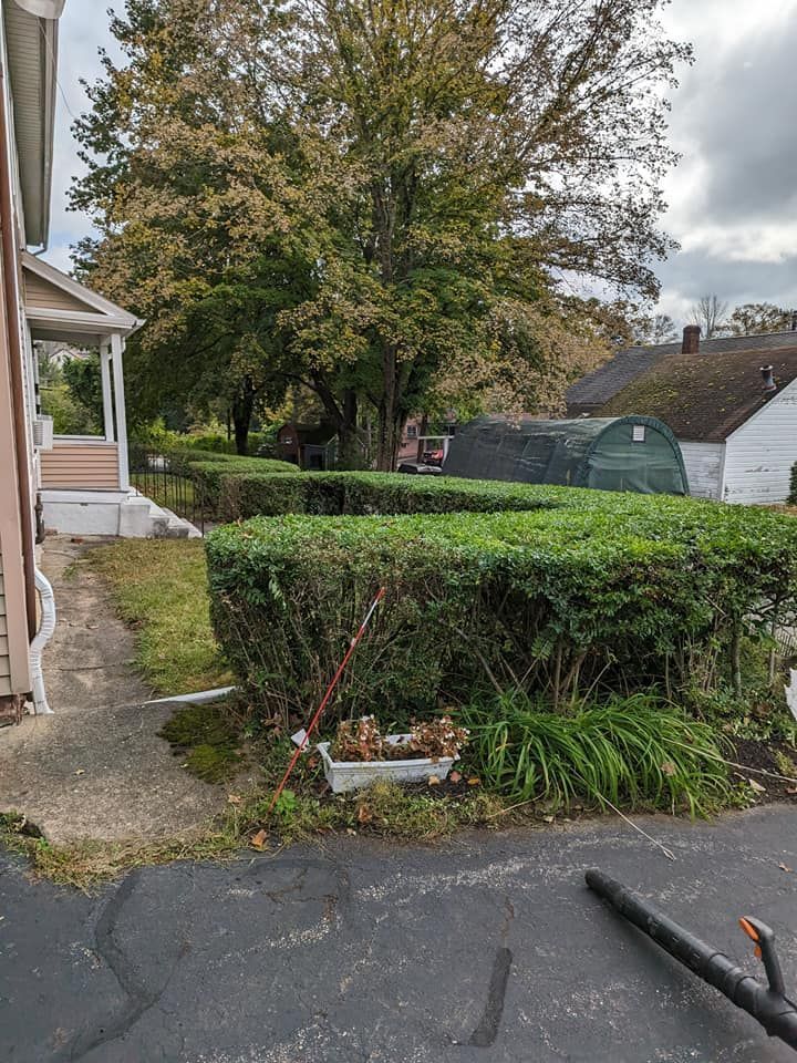 A hedge trimmer is cutting a bush in front of a house.