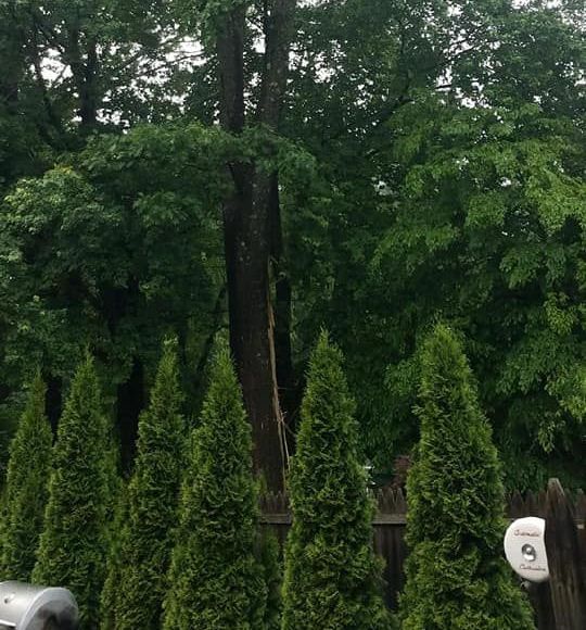 A row of trees behind a fence with a white sign that says 5